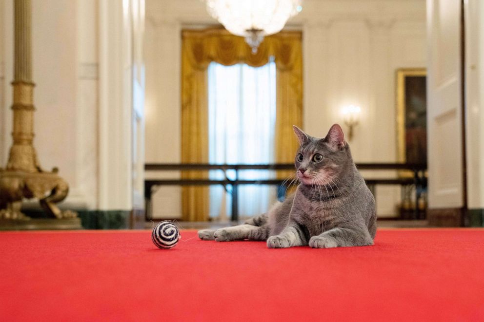 PHOTO: Willow, the Biden family's new cat, wanders around The White House on Jan. 27, 2022, in Washington.