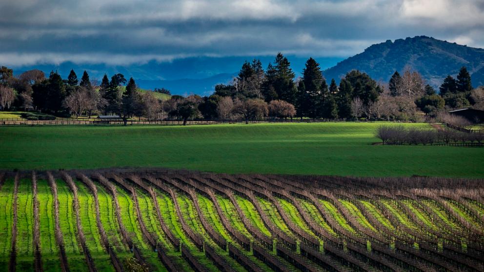 Wissenschaftler: Hohe Temperaturen können dazu führen, dass 70 % der Weinanbaugebiete der Welt für den Weinanbau ungeeignet sind