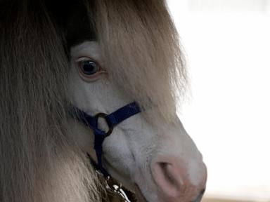 Greece's only miniature therapy horses bring joy to many, but their charity is struggling