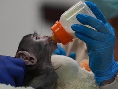 A monkey in Mexico, elections in Peru and other top photos from Latin America and the Caribbean