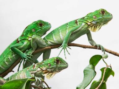 Taiwan plans to cull up to 120,000 green iguanas due to negative agriculture impact