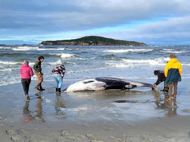 Scientists suspect specimen of world's rarest whale died from head injuries