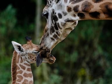 Naming 2 baby giraffes is a tall order for a Berlin zoo