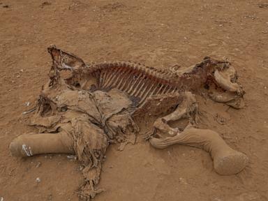 Farmers in Kenya dispute that cyanide poisoning could have killed 15 elephants