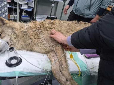 How an Escaped Wolf Put South Korea on Edge