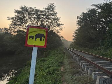 Six elephants killed after passenger train collides with wild herd in Sri Lanka