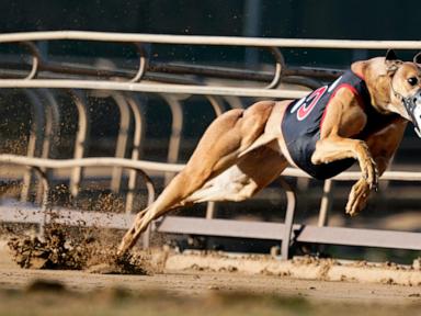 Greyhound racing is increasingly rare worldwide. New Zealand now plans to outlaw it