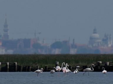 Why the Return of Flamingos to Venice is Actually an Ecological Warning Sign