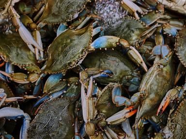 The Anatomy of Ecological Predation Invasive Blue Crabs and the Italian Fishery Collapse