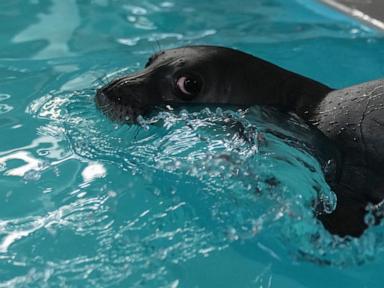 The cute whiskers are back on. Rare Mediterranean monk seals are cared for in a Greek rehab center