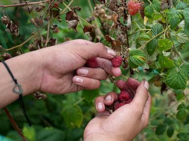 A Serbian town is known for raspberries that are exported around the world