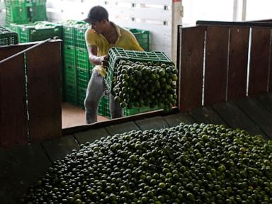 Mexico sends 660 soldiers, National Guard to protect lime growers suffering extortion by cartels