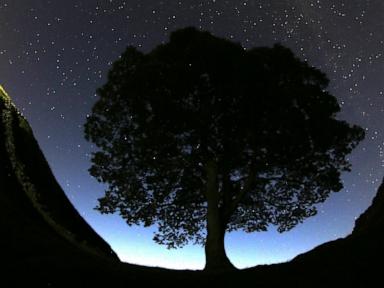 Britain's famous Sycamore Gap tree is gone. 2 men accused of cutting it down are going on trial