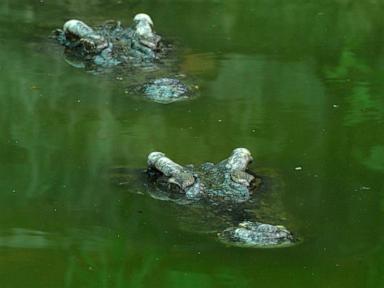 How a nearly extinct crocodile species returned from the brink in Cambodia