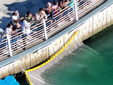 Why A Trapped Shark In A Busan Canal Captured A Country's Attention