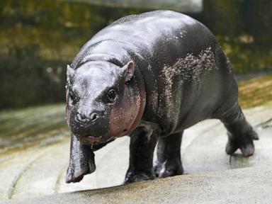 Thailand's adorable pygmy hippo Moo Deng has the kind of face that launches a thousand memes