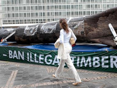 EU pushes back deforestation law by a year after outcry from global producers