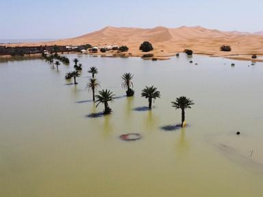 Water gushes through palm trees and sand dunes after rare rain in the Sahara Desert