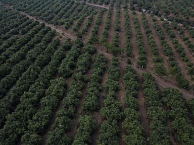 Guatemala gearing up to export avocados to US despite tariffs and delays
