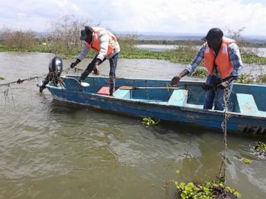 How the invasive water hyacinth is threatening fishermen's livelihoods on a popular Kenyan lake