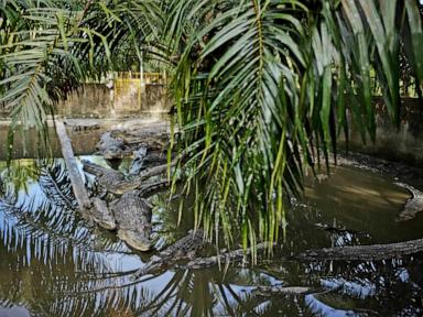 Crocodile attacks in Indonesia are on the rise. It's left residents on edge