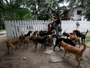 Forget soccer and samba. This caramel-colored street dog is Brazil's new national icon