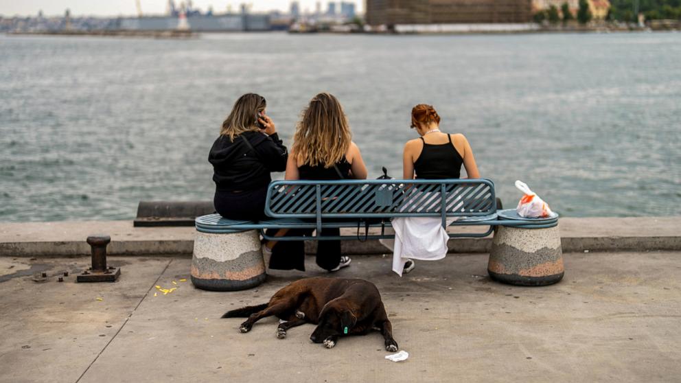 Turkey proposes bill aimed at managing large stray dog population. Critics say it’s inhumane