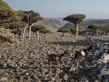 These trees exist in only one place on Earth. Now climate change and goats threaten their survival