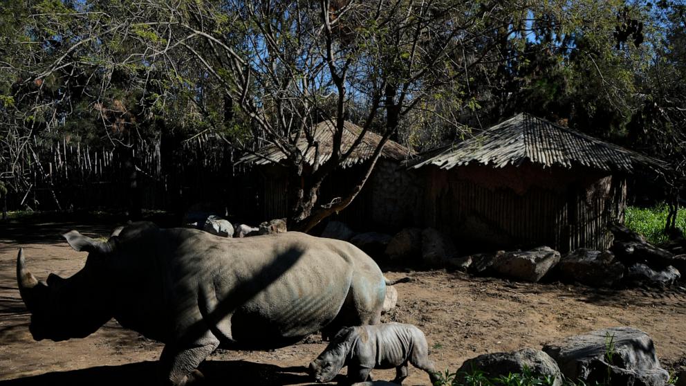Nace un rinoceronte blanco en un zoológico chileno y mejora especies cercanas