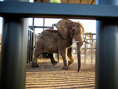 How do you get a grumpy 4-ton elephant to a new home 120 miles away?