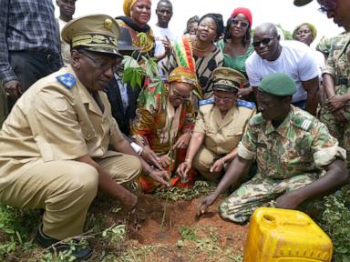 Activists plant trees in Mali but residents strip them for firewood. They say there's no choice