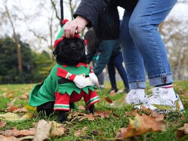 Pooches in pullovers strut their stuff at London's canine Christmas sweater parade