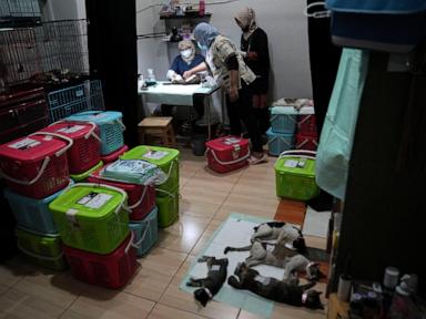 AP PHOTOS: Jakarta TNR effort aims to help stray cats like lively Hitam and feisty Aing Maung