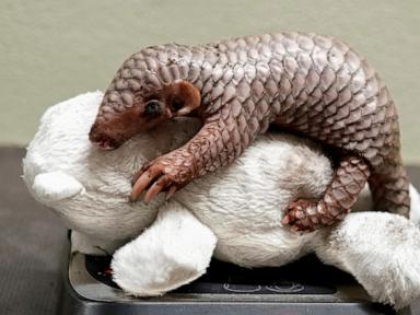 A second critically endangered Chinese pangolin born in Prague zoo