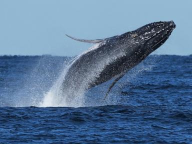 Why Whale Supergroups Are Back And What Global Conflicts Mean For Them