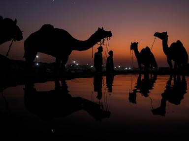 AP PHOTOS: Once-traditional camel trading fair in India transformed into tourist attraction