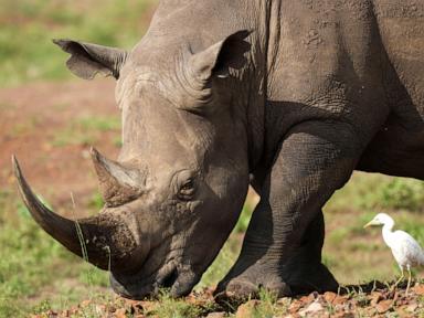 The number of rhinos is slightly up but poaching has increased too