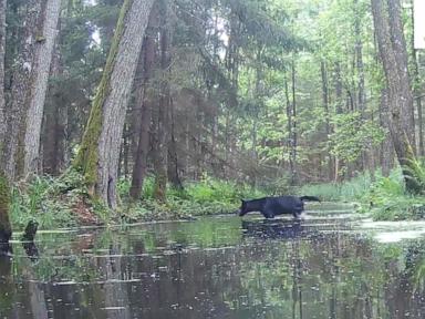 Pair of rare black wolves caught on camera in Polish forest by wildlife researchers