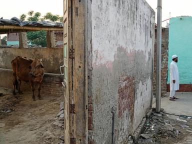In India, police shootings of alleged cow smugglers raise alarm about impunity and bias