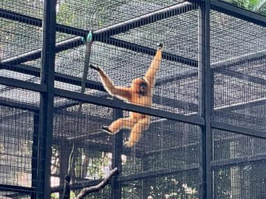 A Hong Kong zoo seeks answers after 9 monkeys die in 2 days