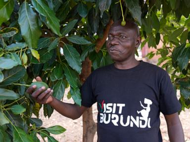 How farmers in Burundi banded together to get fair prices for avocados