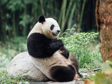 A new pair of giant pandas gifted by Beijing arrives in Hong Kong