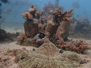 Why Paper Parks and Floating Trawlers Are Forcing Africa to Rewrite Global Ocean Rules