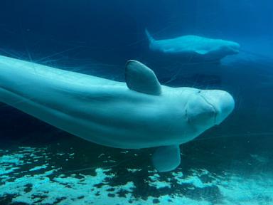 Kanada hükümeti, kapatılan Marineland parkından balinaları ABD ve İspanya'ya taşıma planını onayladı.
