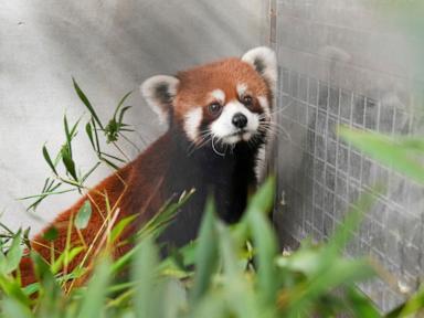 The Geopolitics of Conservation Banking How the Taipei Chengdu Red Panda Transfer Exposes the Mechanics of Soft Power Diplomatic Frameworks
