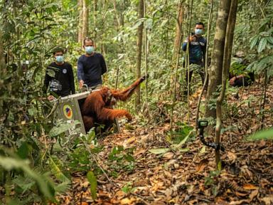 Indonesia relocates 8 orangutans into protected forest after rescue from wildfires