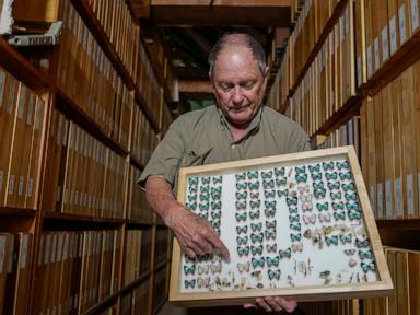 Butterfly collector with more than 4.2 million seeks to share them for the future