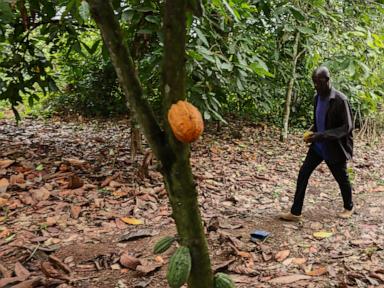 Ghana Cocoa Crisis The Twenty Year Prison Sentence Protecting Stolen Earth