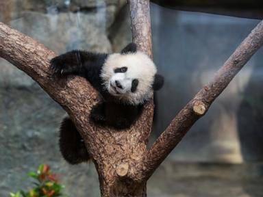 Hong Kong residents compete to name twin panda cubs who just turned 6 months old