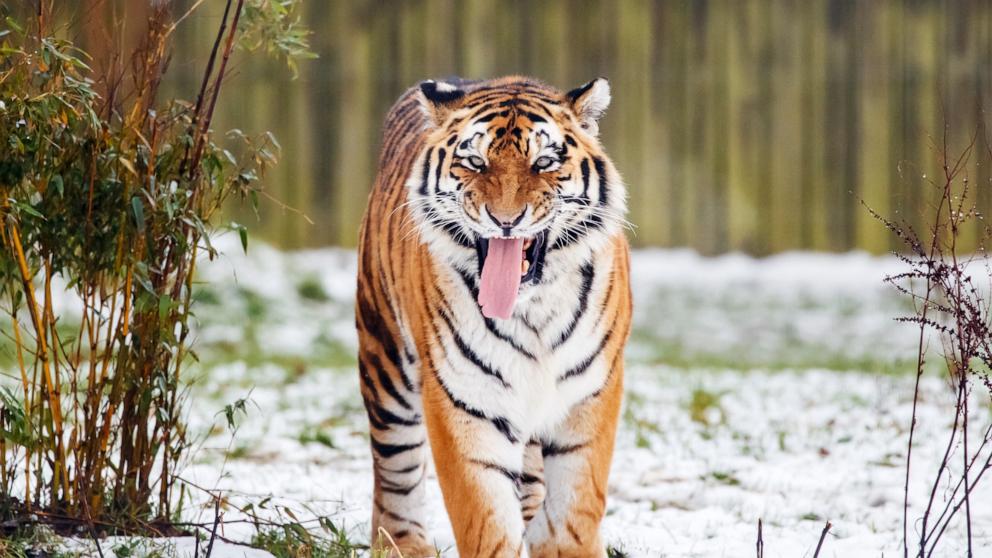 Man killed by tiger after entering enclosure at UK park